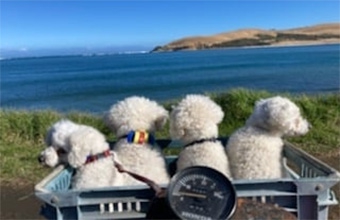 Hokianga Harbour accommodation